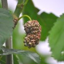 오디가개 이미지