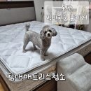 강아지 아기집에 꼭 필요한 매트리스청소(동탄 비치움 홈케어)