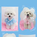 새하얗개 이미지