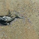 몽산포 해변 이미지