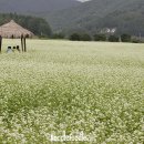봉평메밀국수 이미지