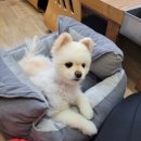 우진흑염소
