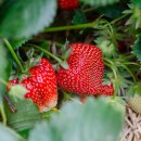 딸기 이미지