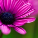 바이올렛(Violet)