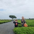 제주일상 이미지