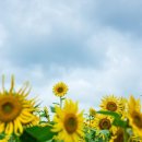 해바라기농장 이미지