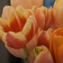 튜울립치과의원 이미지