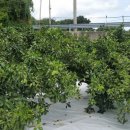 현이네농장 이미지