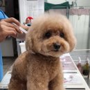 대구가축병원 이미지