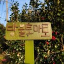 사라길 152민박 네이버블로그