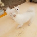 해피치 애견카페 이미지