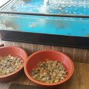 백합칼국수 이미지