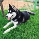 엔케이스피드 이미지