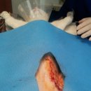 애경 동물병원 이미지