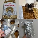 고양이숲 | 노르웨이 숲 고양이 사료 추천 료얄캐닌 어덜트 10kg 후기 소분 방법