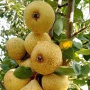 명품1로 이미지