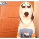 바니버니 이미지