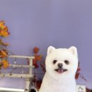 까까뿌숑 이미지