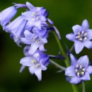 아쇼카빌 | 【시와 노래 &amp; 미주알고주알】