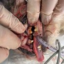 12/6 동동이 중성화, 스케일링, 지방종 제거 이미지