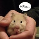 압구정사랑의치과의원 | 대구 매복 사랑니 발치 전문 병원 추천! 내돈내산 솔직 후기: 톡톡사랑니치과의원