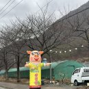 원리 1 원동경로당 | 양산 원동 미나리축제 삼겹살 5번집 화장실 솔직 후기