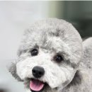 몽대디 이미지