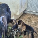 진격농장 이미지