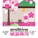 어라운즈 | 경주 벚꽃축제 [3.29 - 3.31] 확정 | 현 개화상황, 작년 축제 후기, 경주벚꽃명소