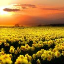 선도수선화 이미지