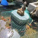 이준열대어 이미지