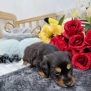 오아이펫 이미지