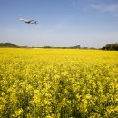 하늘6(유채밭) 이미지