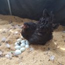 계두농장 | 청계닭 병아리 분양 후기 올려봅니다.~♡