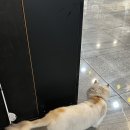 리뷰 :: 기장추가없는 철산역미용실 더헤어 광명철산점 셋팅펌 레이어드 CS컬펌!