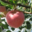 도원농장 이미지