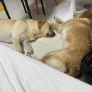 애봉이네 이미지