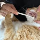 이다종합동물병원 네이버블로그