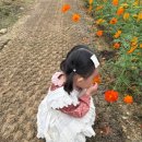 주왕산관광단지내 | 청송 황화코스모스 주왕산관광단지 아기랑 가을여행