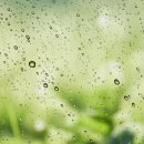 댕크닉 | 비 와도 꿀잼! 반스팸과 함께한 '반스런 - 댕크닉' 후기