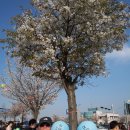 여이도고수부지~윤중로~제6회봄꽃축제중에~사랑하는사람들~10.4.18일~집으로가는길＜9호선.국회의사당역＞ 이미지