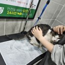 버블독스청주오송점