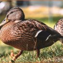 스마트폰 왕초보탈출 이미지