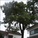 청금식당 이미지