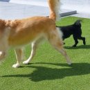 애견훈련소 보담 이미지