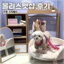웰니스 애견 미용실 스타필드 수원점 | 수원스타필드 강아지동반 몰리스펫샵 애견용품점 후기
