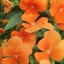 청풍호수펜션 이미지