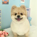 블루시엘 | 블루시엘 처음 이용한 찐 솔직 송파애견미용 이용 후기 생생히 들려드릴게요