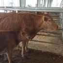 태기목장 이미지