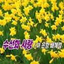 수선화 사랑 / 詩 은향 배혜경 이미지